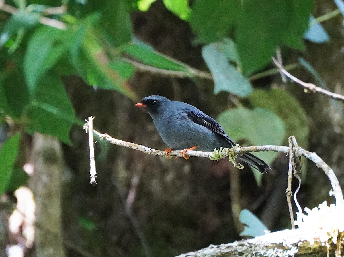 Black-faced Solitaire - ML423702781