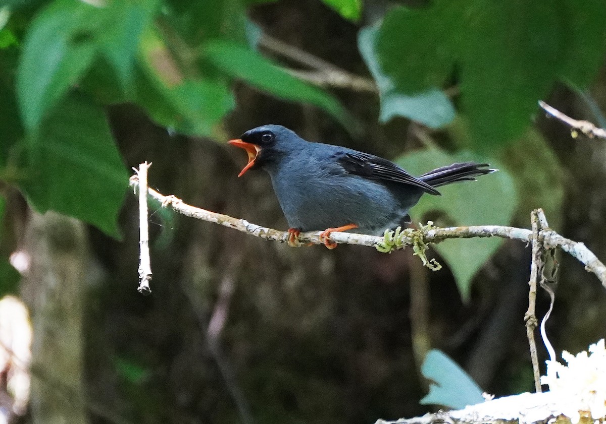 Black-faced Solitaire - ML423702801