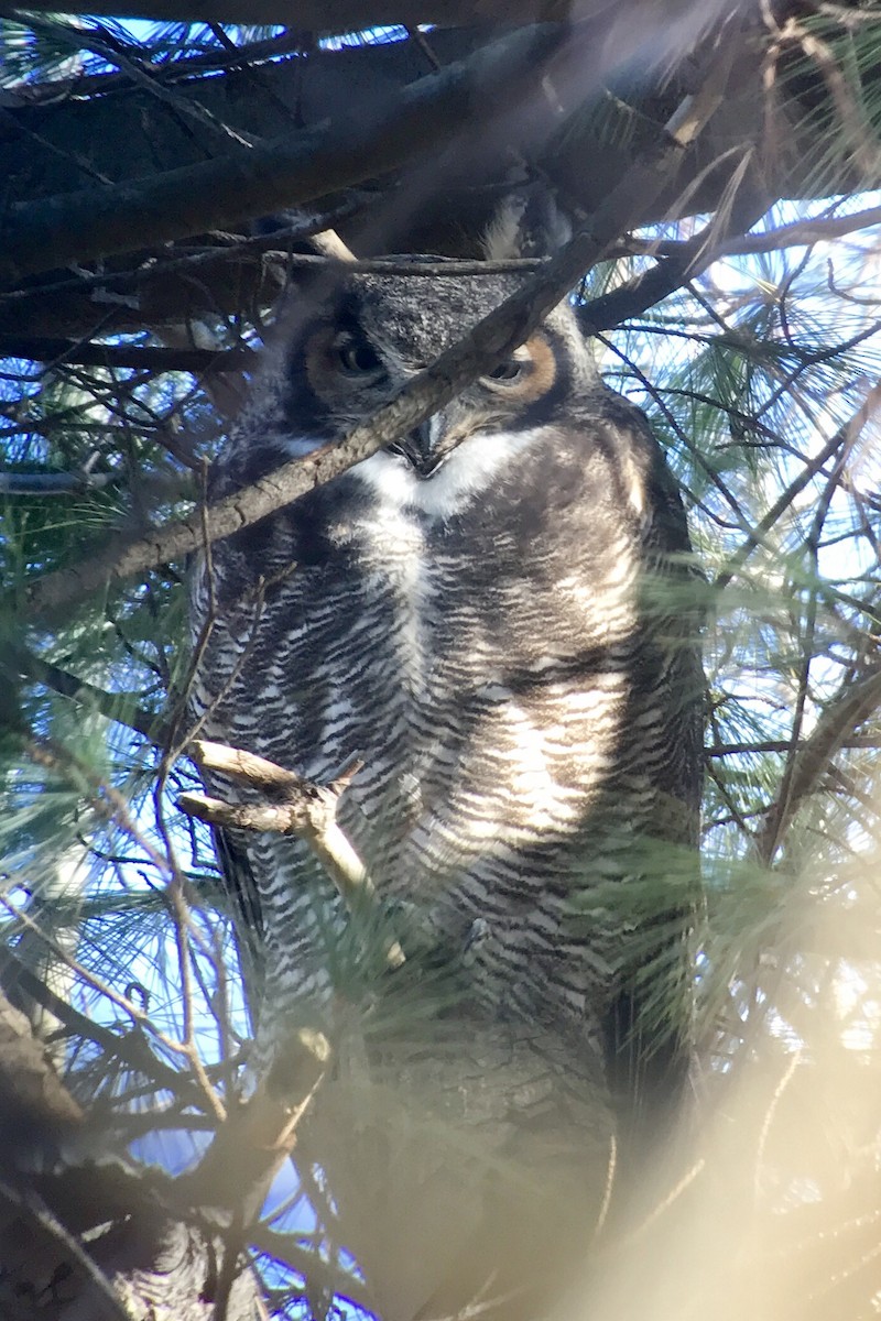 Great Horned Owl - Rob Cee