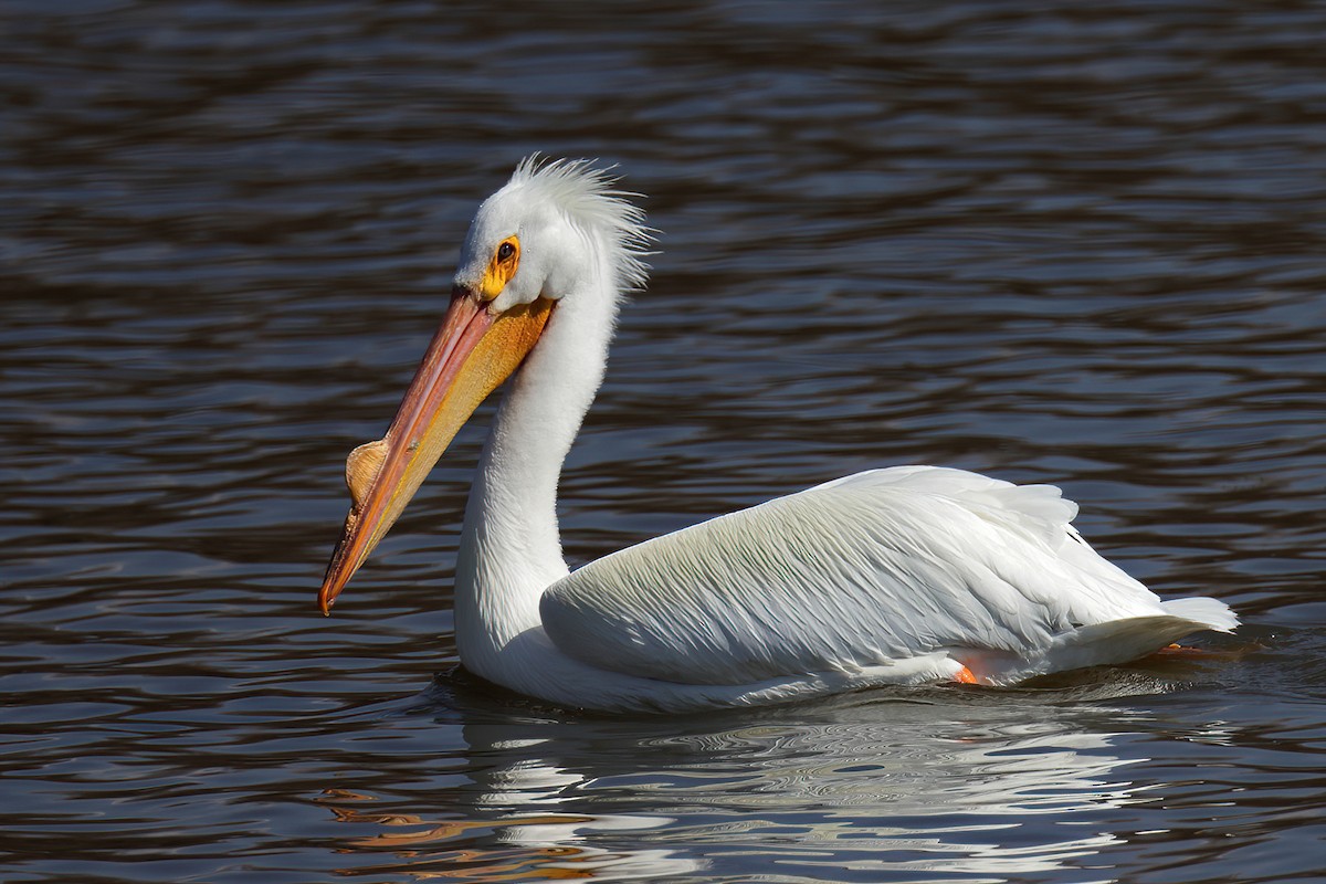 American White Pelican - Doug Hommert