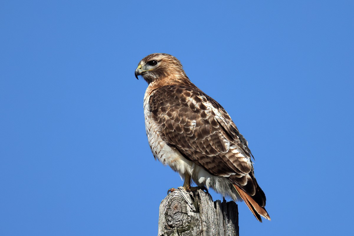Red-tailed Hawk - Doug Hommert
