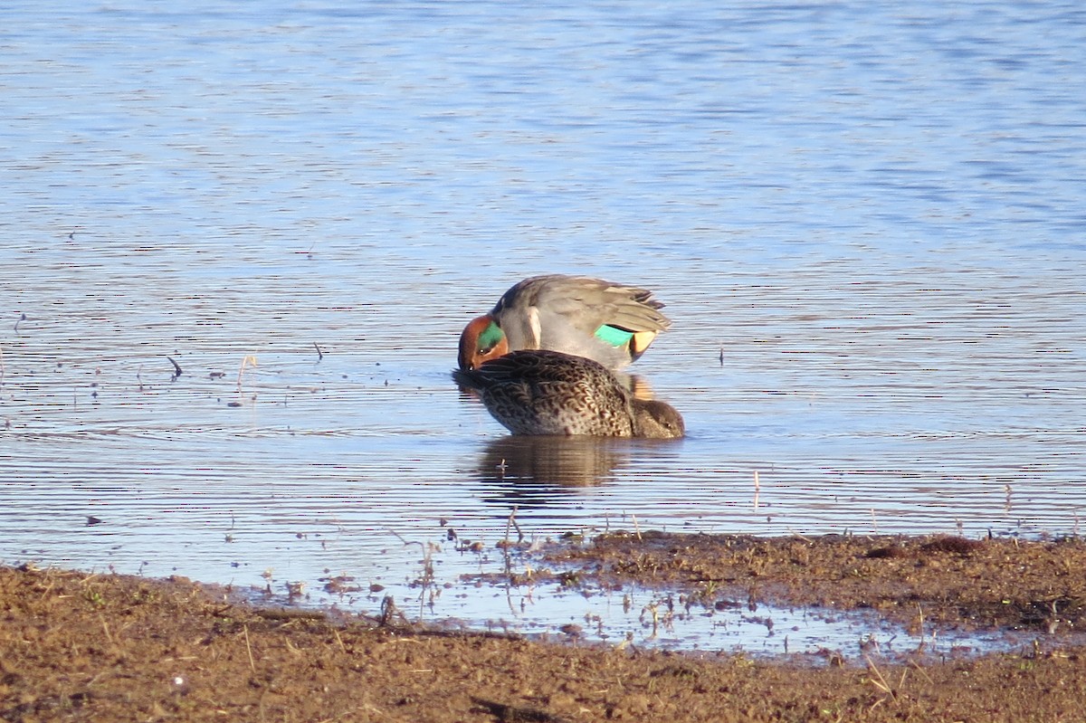 Green-winged Teal - ML42370791