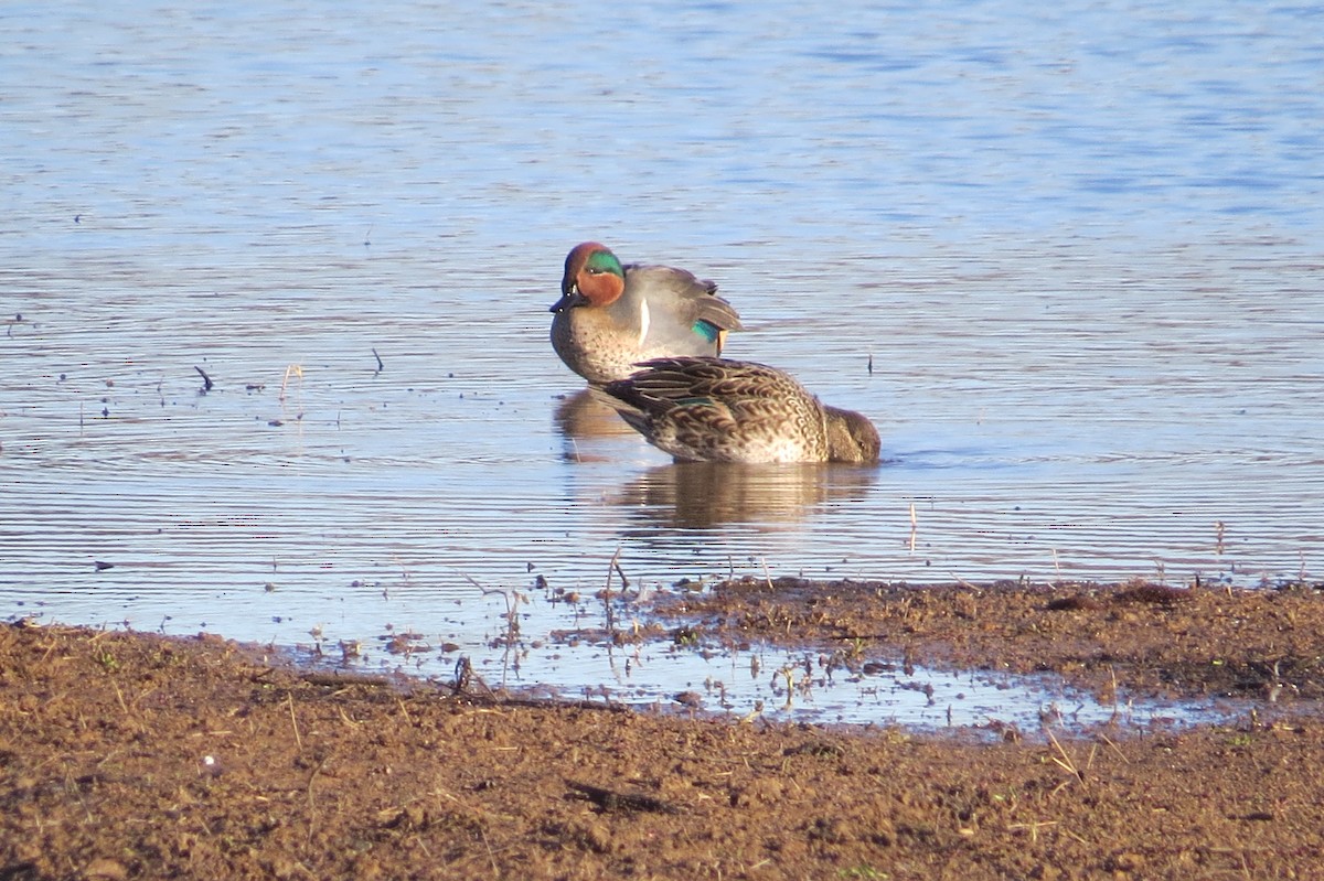 Green-winged Teal - Holly Cox