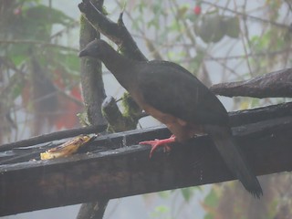 Sickle-winged Guan, ML423709901