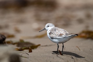 Sanderling