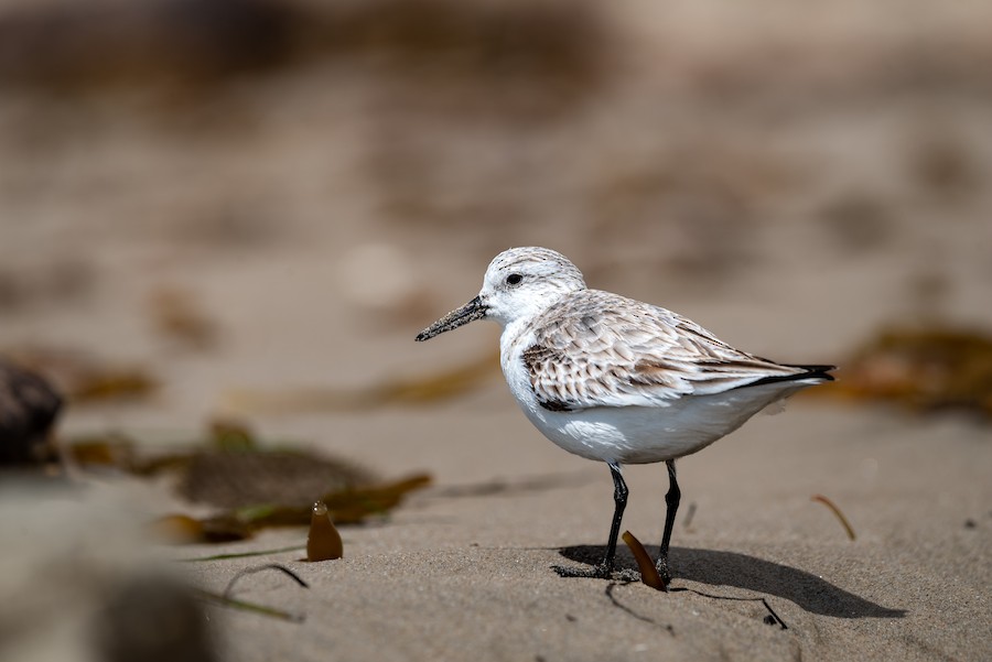 Sanderling
