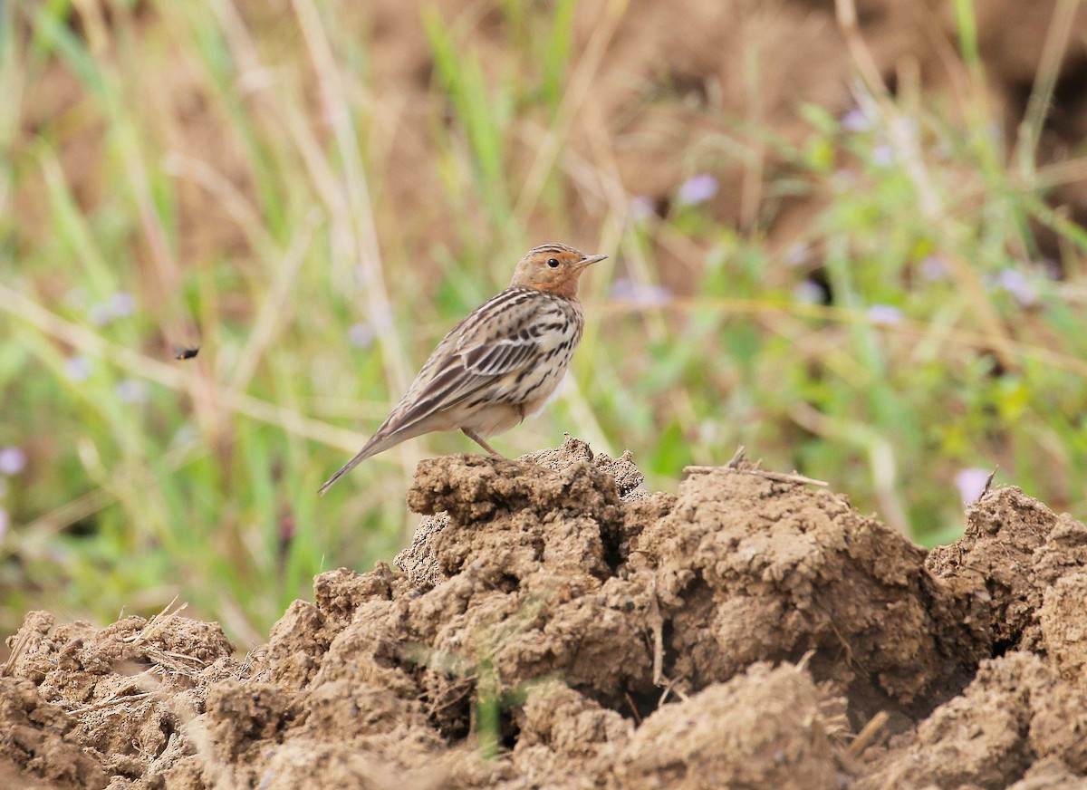 Red-throated Pipit - Neoh Hor Kee