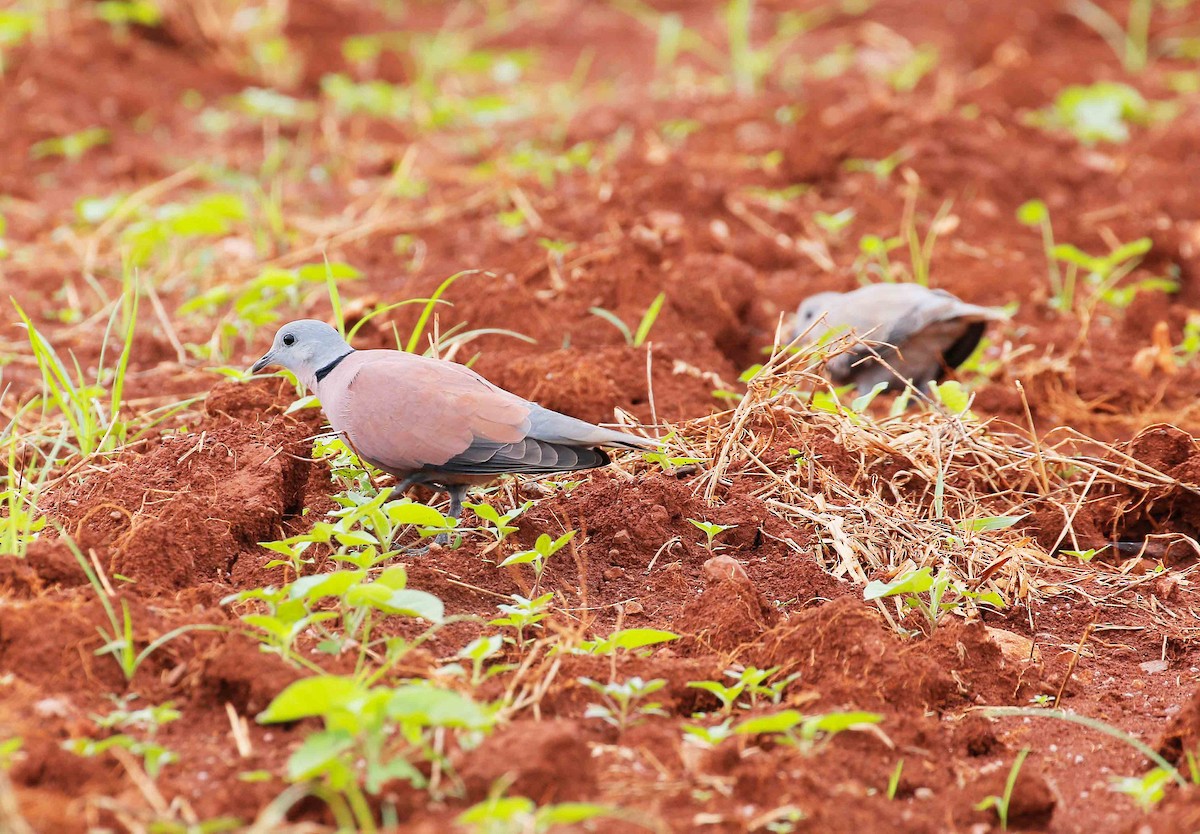 Red Collared-Dove - ML42371451
