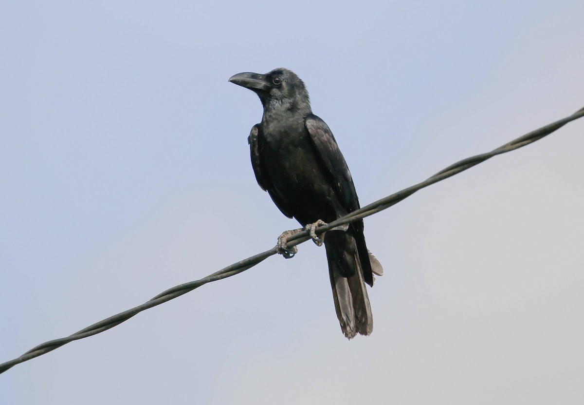 Large-billed Crow - ML42371661