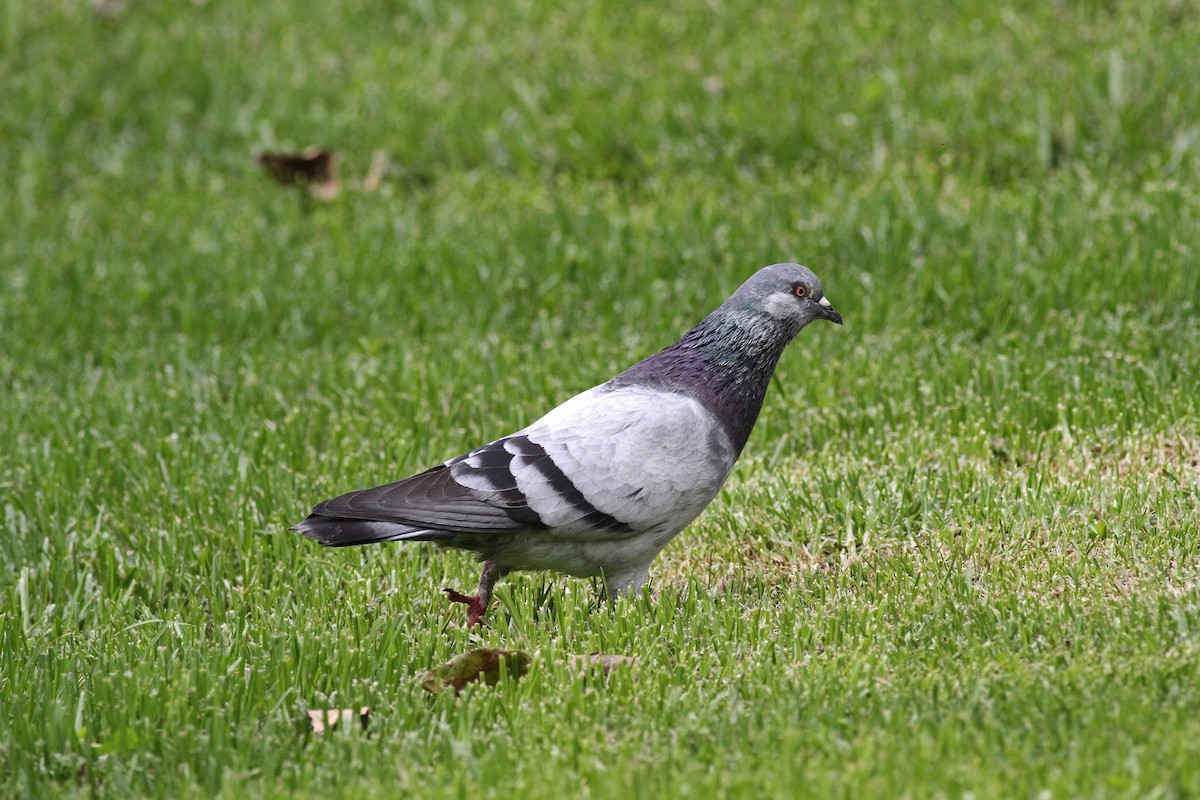 Rock Pigeon (Feral Pigeon) - ML42371831