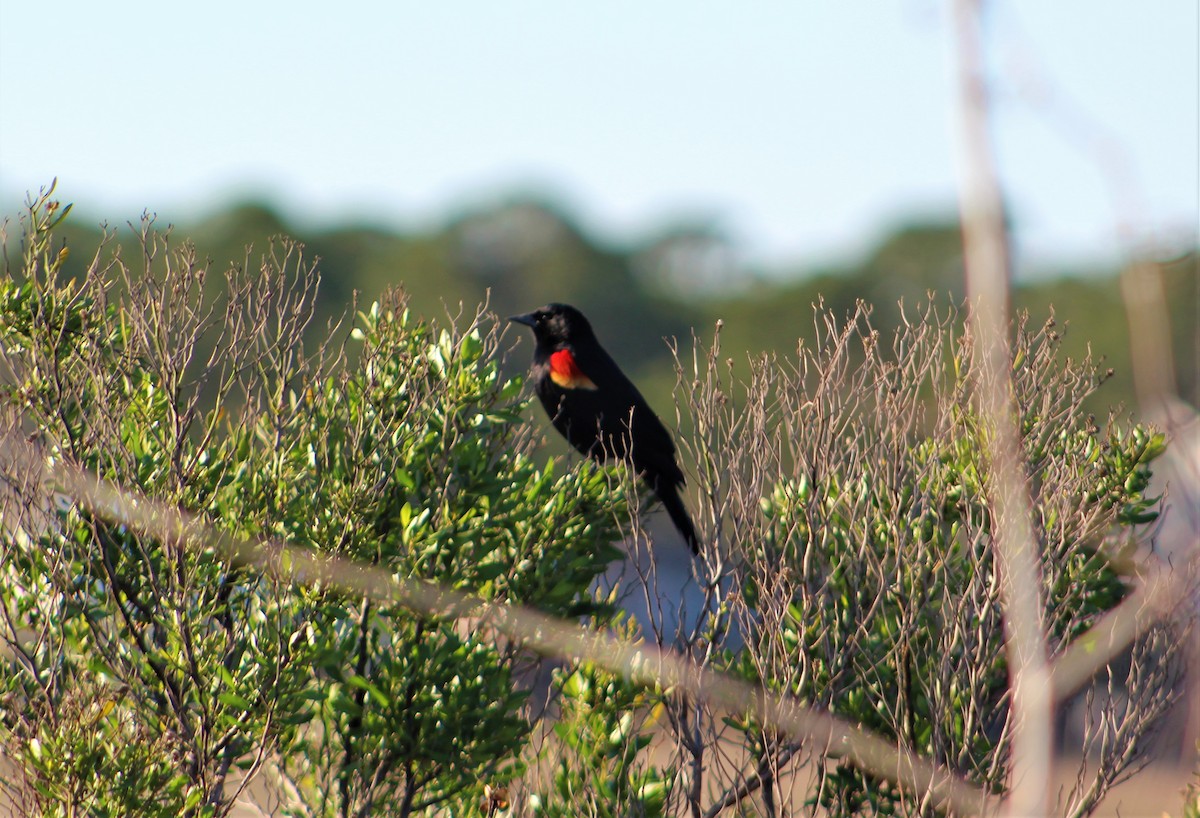 Red-winged Blackbird - ML423718461