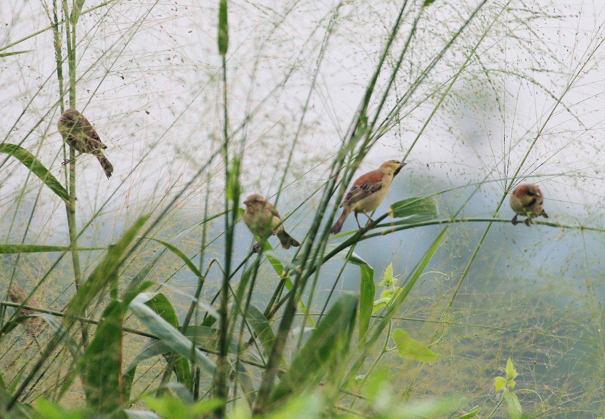 Plain-backed Sparrow - Neoh Hor Kee