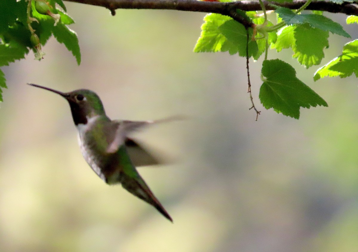 Broad-tailed Hummingbird - ML423723281