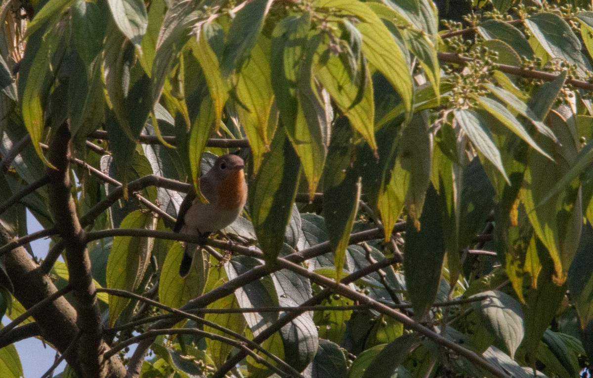 Red-breasted Flycatcher - ML423723631