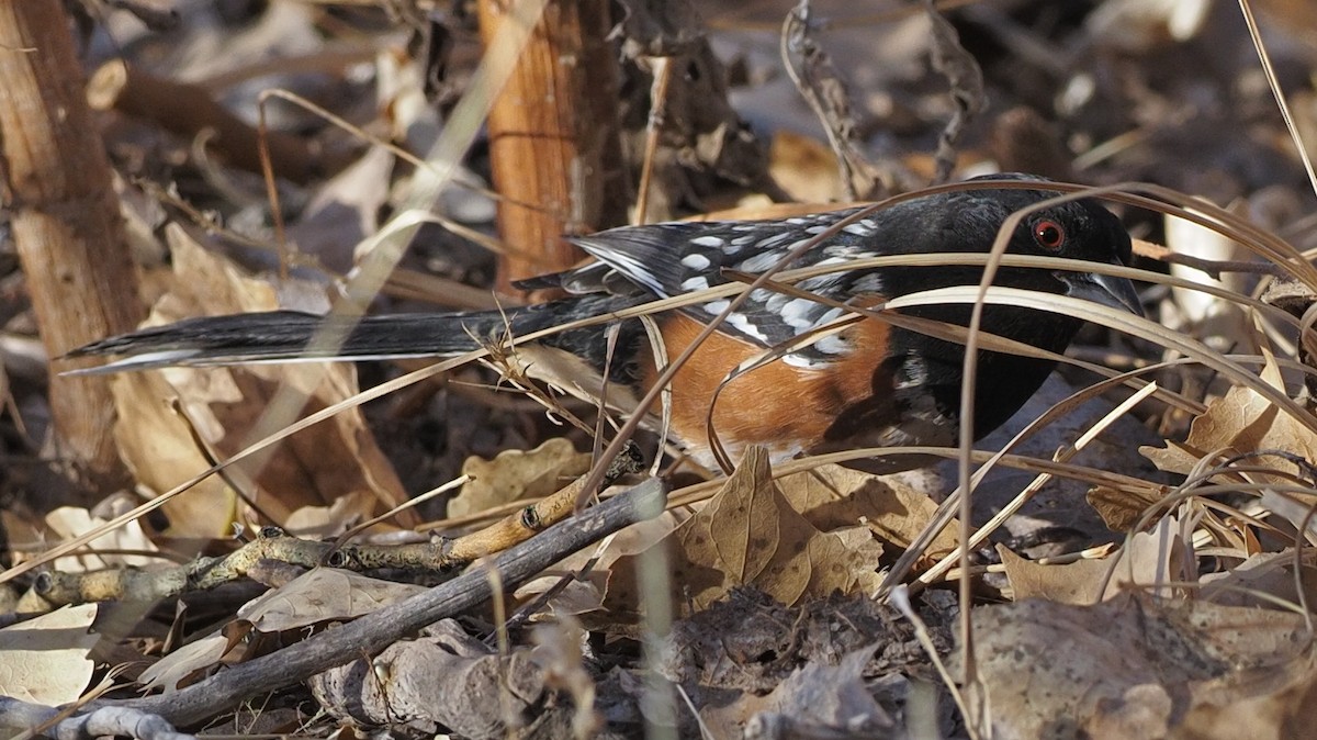 Spotted Towhee - ML423723641