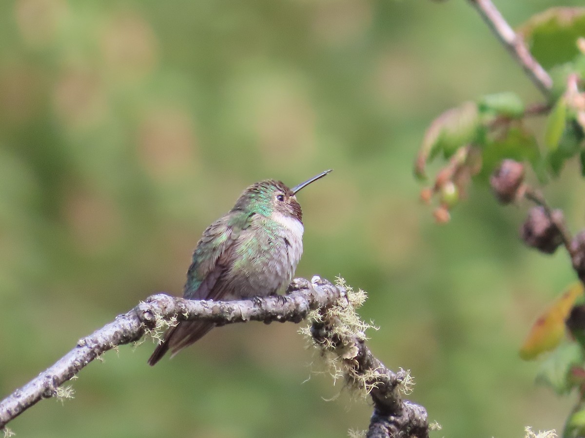 Broad-tailed Hummingbird - ML423723981