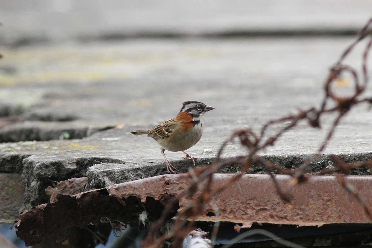 Rufous-collared Sparrow - ML42372971