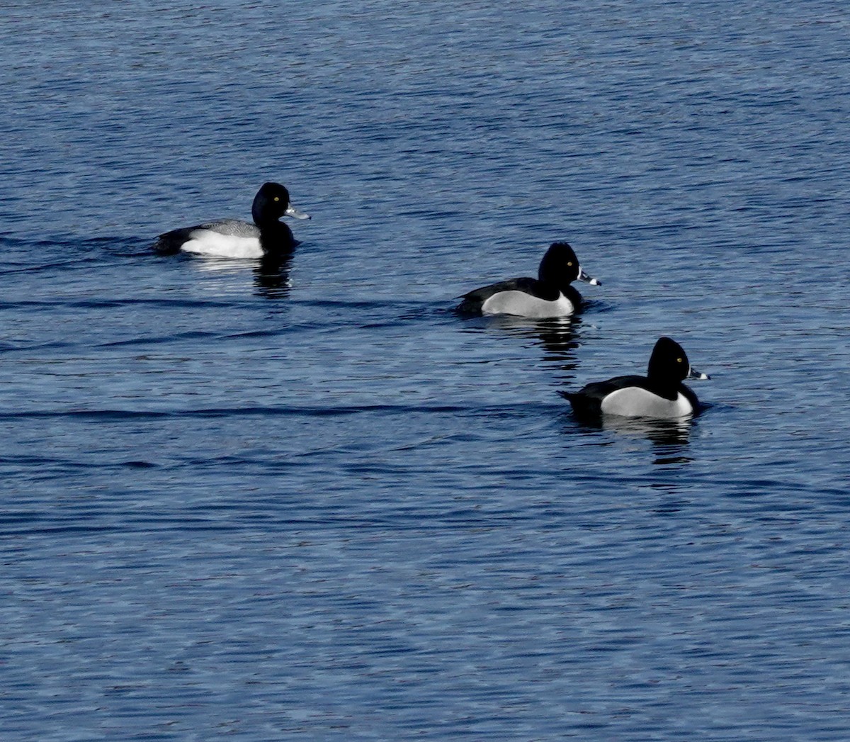 Greater/Lesser Scaup - ML423736501