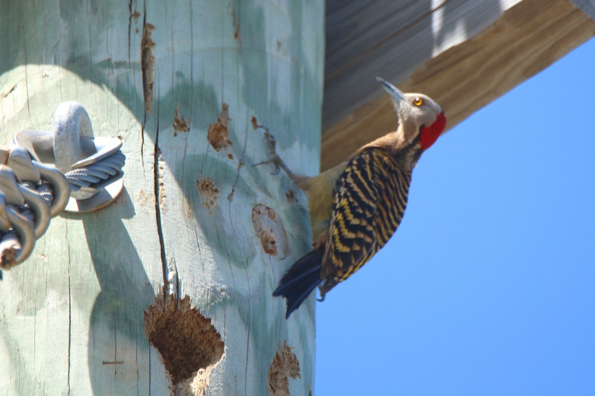 Hispaniolan Woodpecker - ML423741231