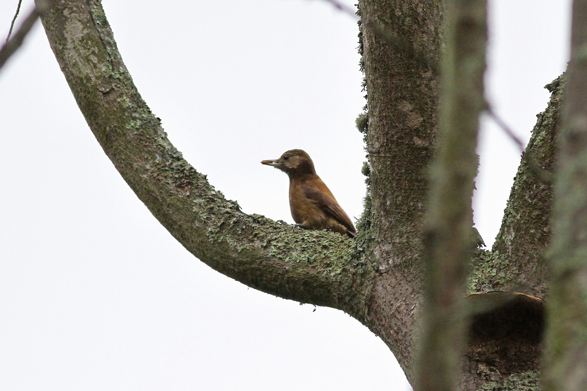 Smoky-brown Woodpecker - Michael McCloy