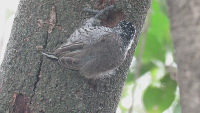White-barred Piculet - ML423751571