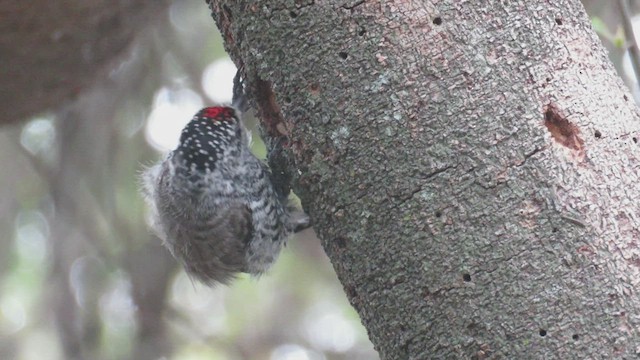 White-barred Piculet - ML423751651