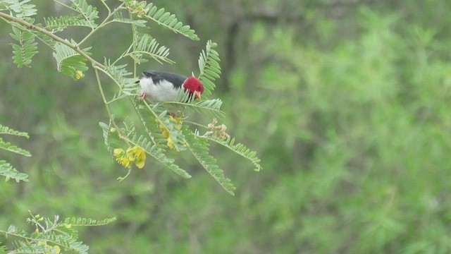  - Yellow-billed Cardinal