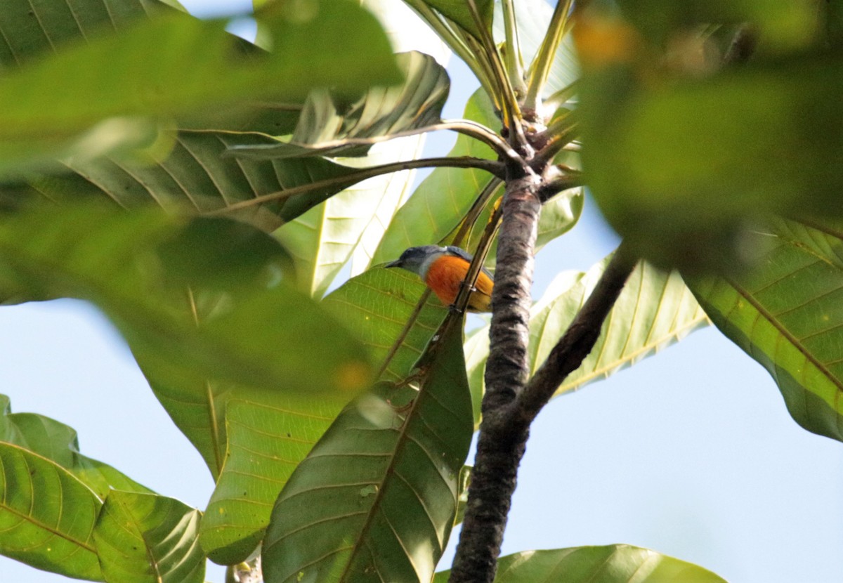 Orange-bellied Flowerpecker - ML42375321