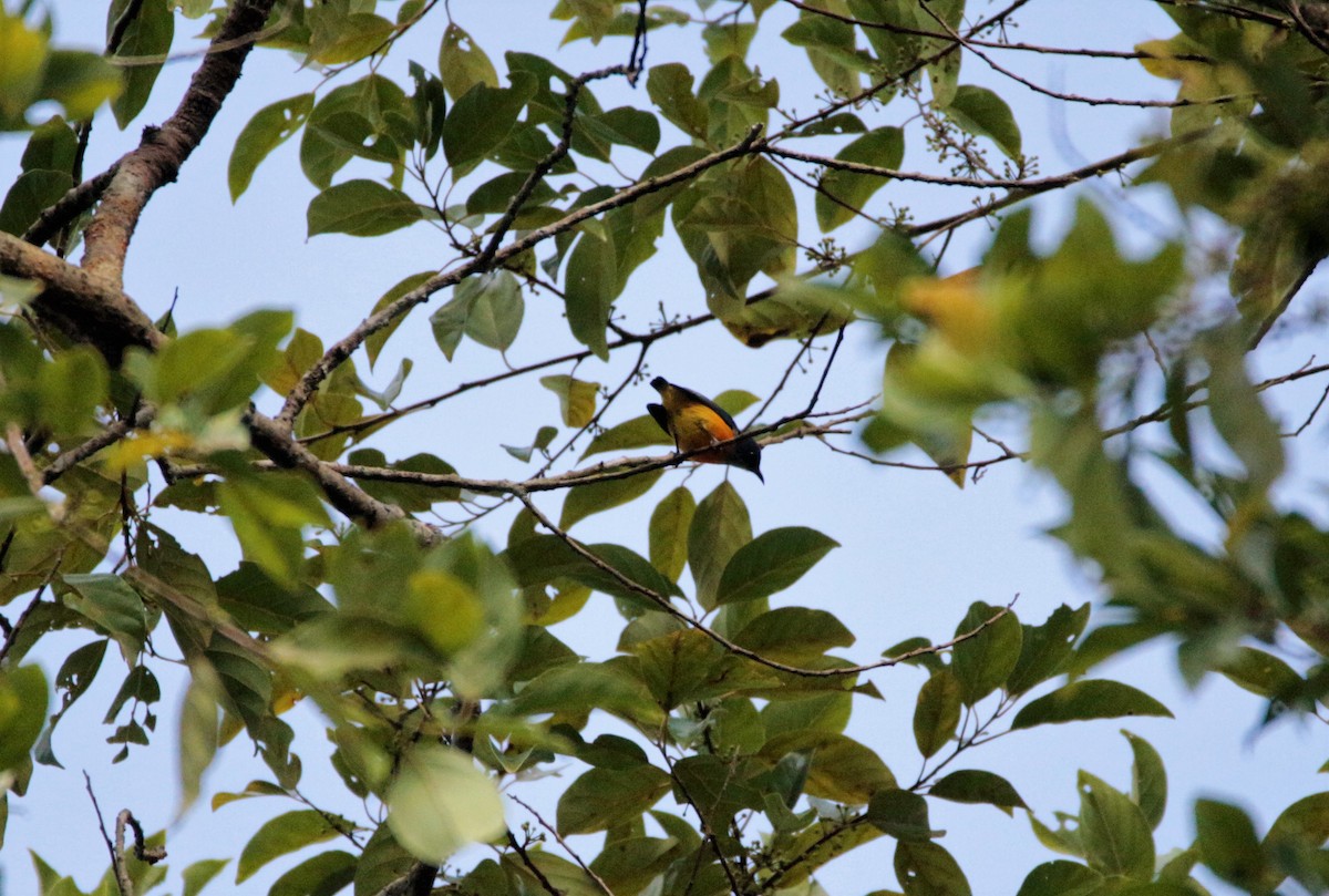 Orange-bellied Flowerpecker - ML42375371