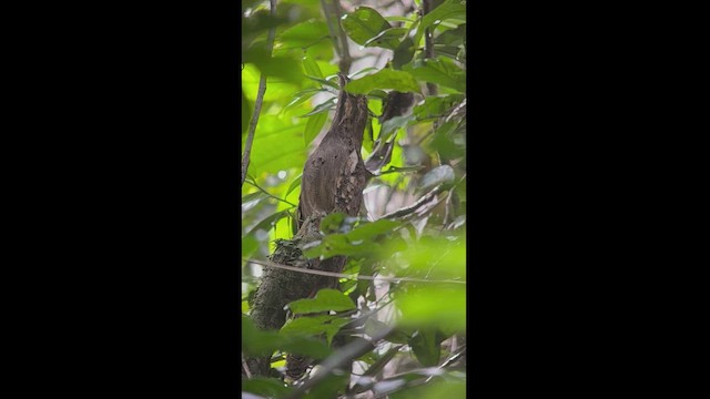 Long-tailed Potoo - ML423756351