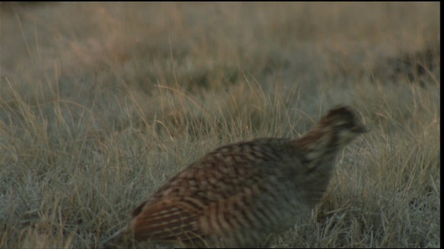 Greater Prairie-Chicken (Attwater's) - ML423758