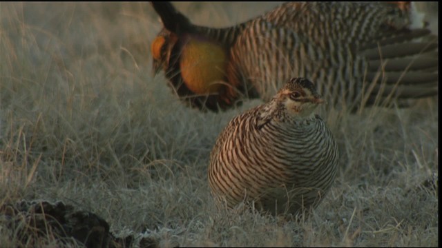 Greater Prairie-Chicken (Attwater's) - ML423759
