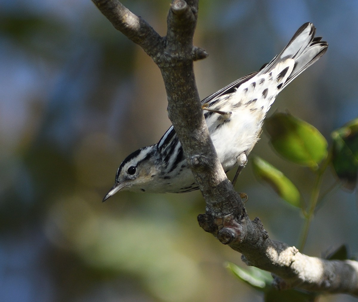 Black-and-white Warbler - ML423762521