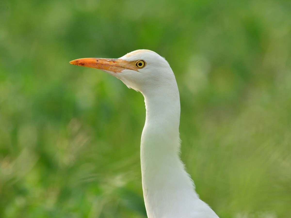 Eastern Cattle Egret - Renuka Vijayaraghavan