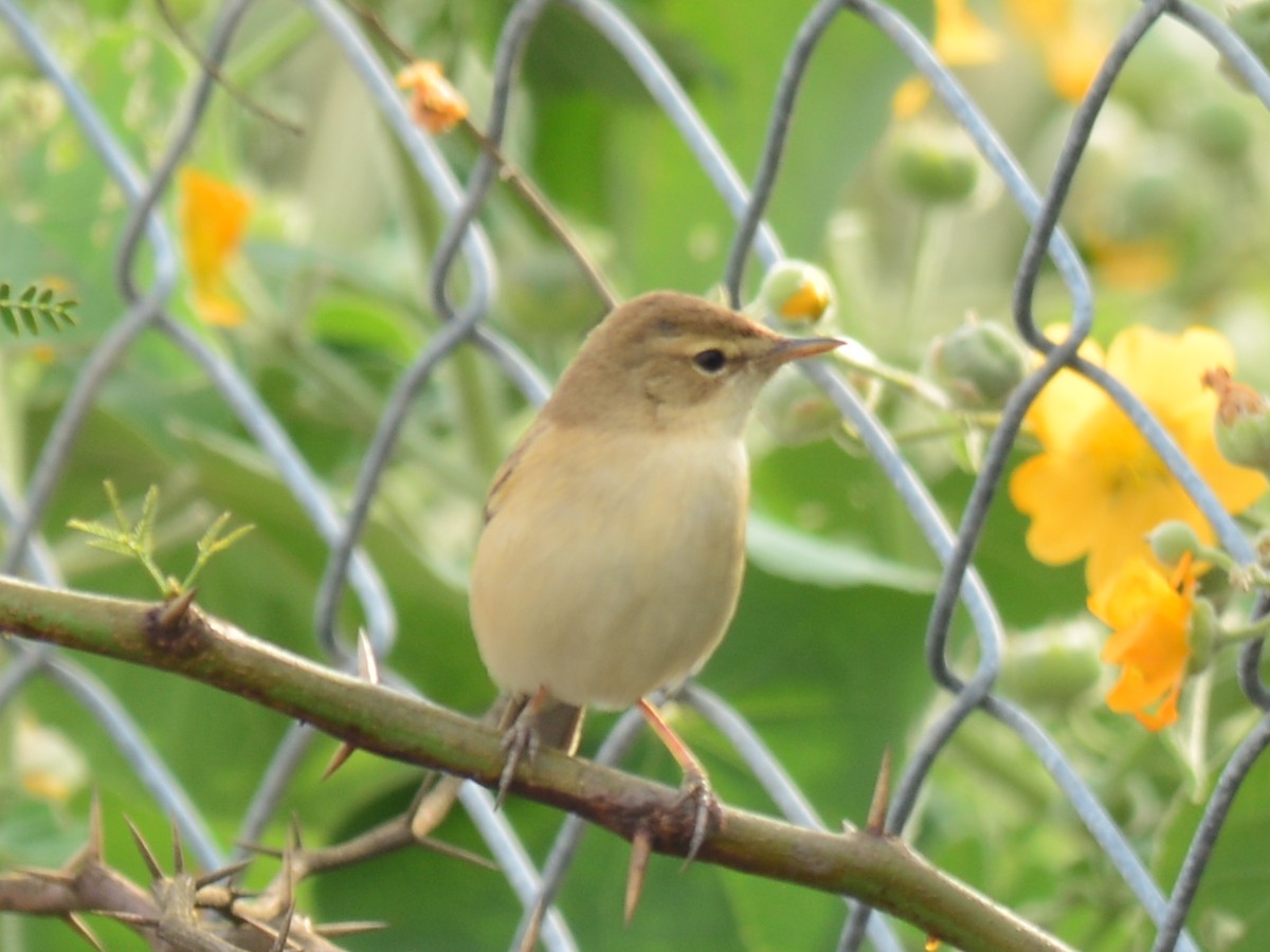 Booted Warbler - ML42376601