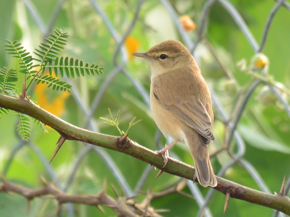 Booted Warbler - ML42376621