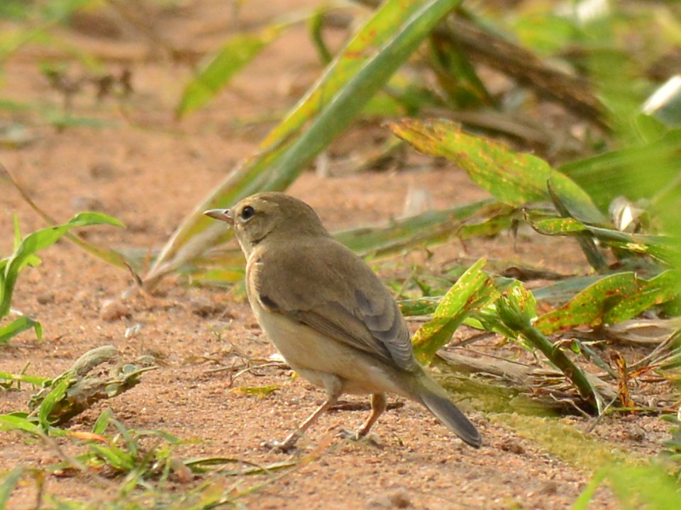 Booted Warbler - ML42376631
