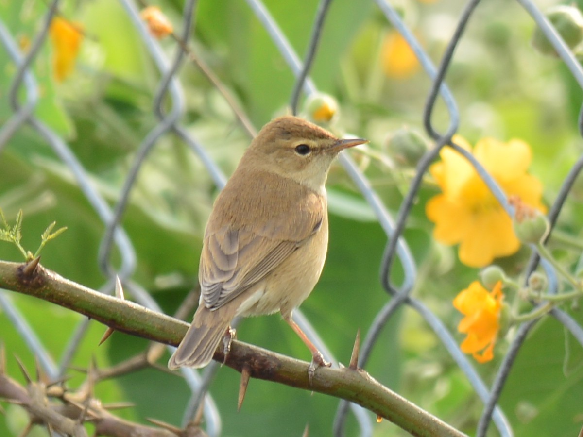 Booted Warbler - ML42376661