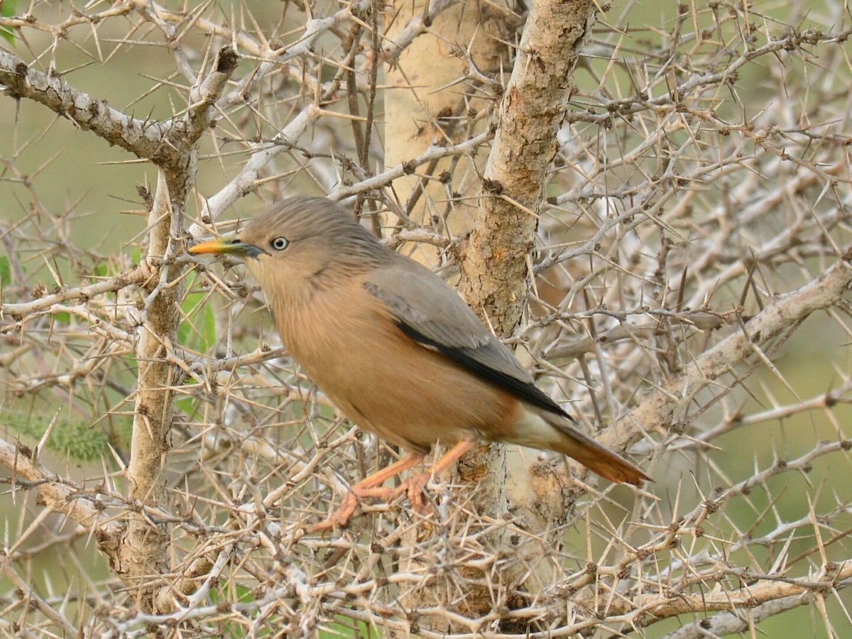 Chestnut-tailed Starling - ML42376751