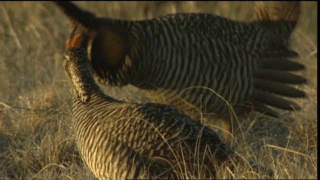 Greater Prairie-Chicken (Attwater's) - ML423768