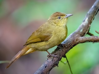 Cachar Bulbul - Iole cacharensis - Birds of the World