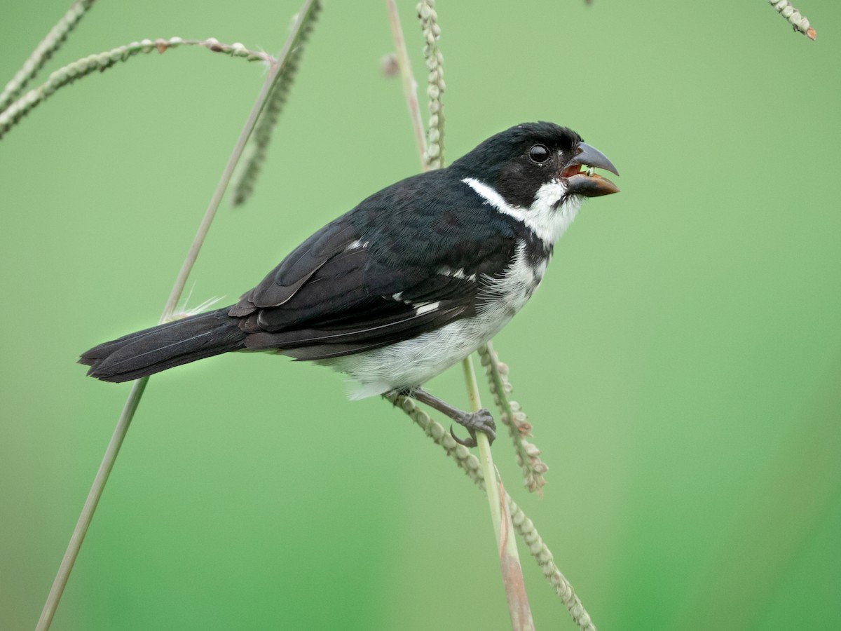 Papa-capim-de-caquetá - eBird