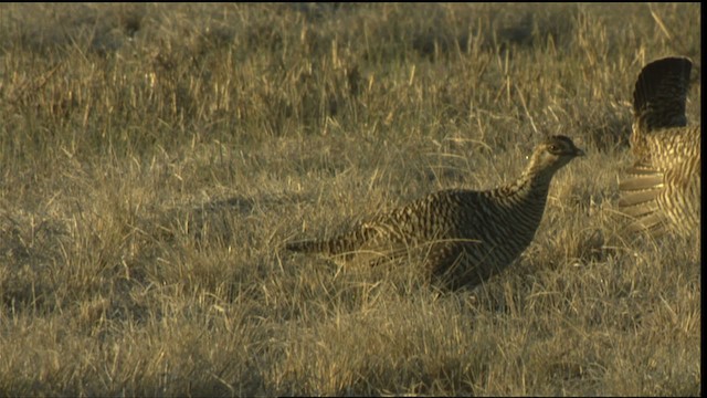 Greater Prairie-Chicken (Attwater's) - ML423775