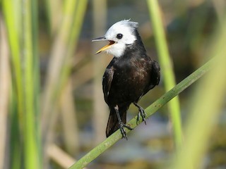  - White-headed Marsh Tyrant