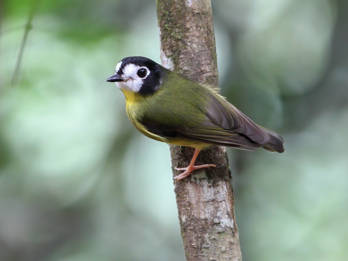 White-faced Robin - Eopsaltria leucops - Birds of the World