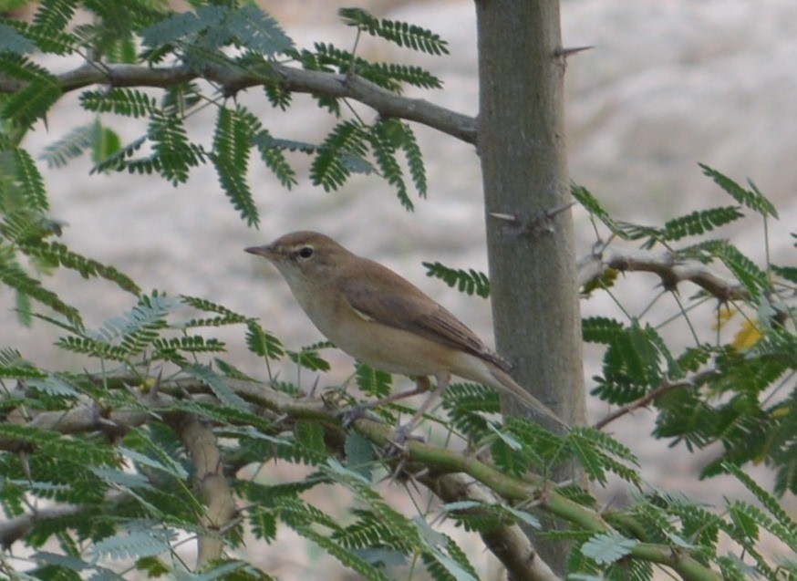 Booted Warbler - ML42377851