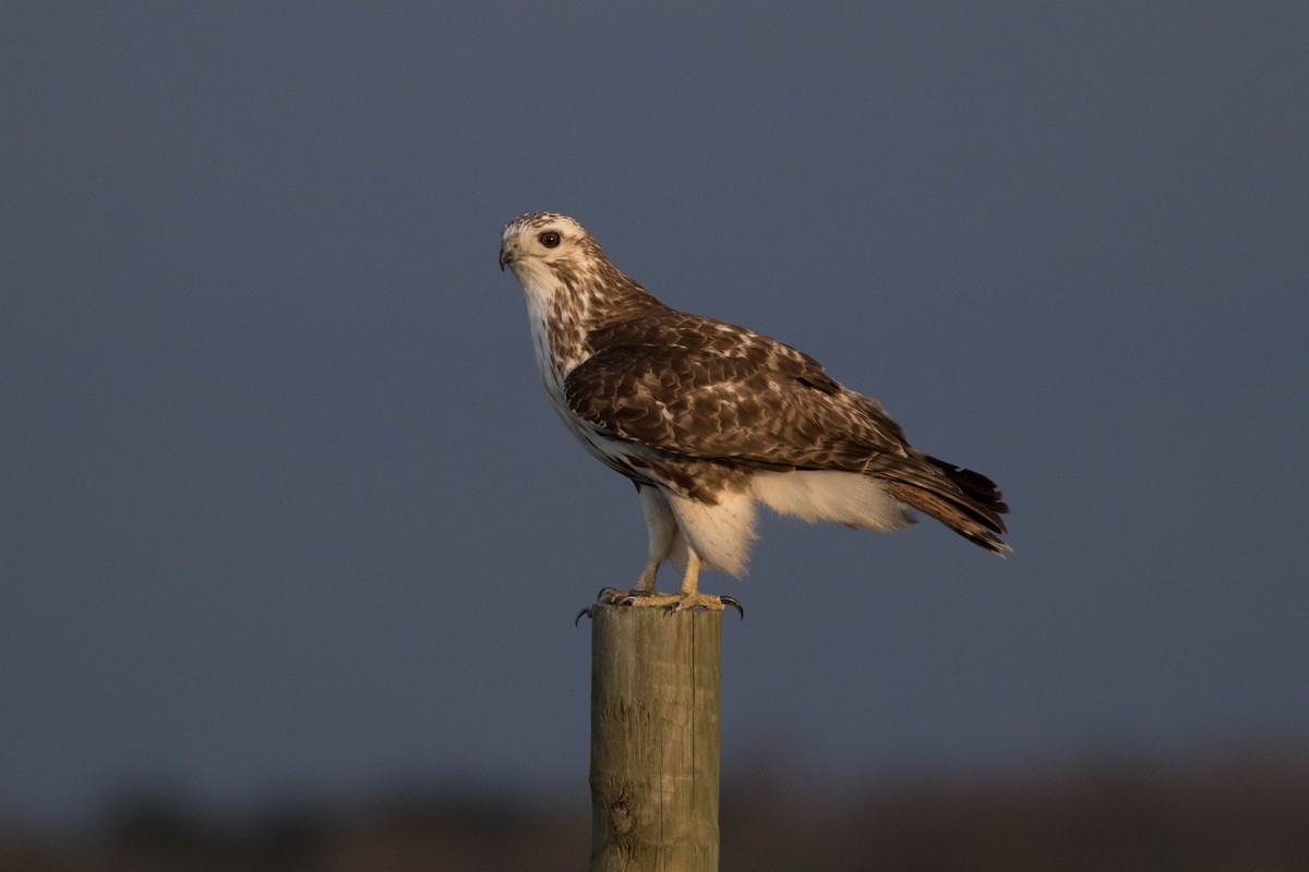 Red-tailed Hawk (Harlan's) - ML423781011