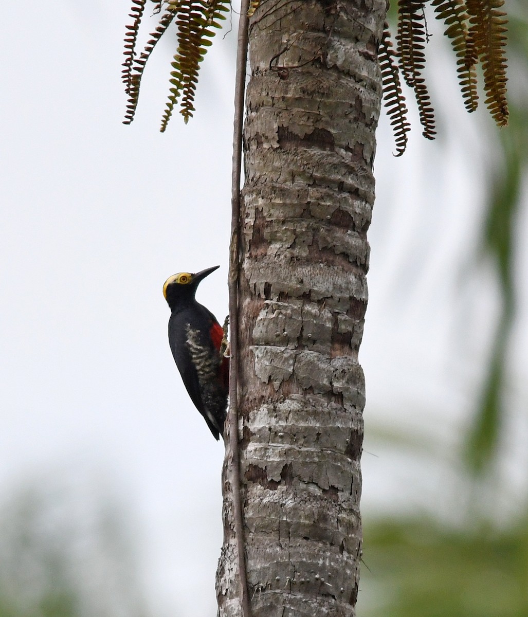 Yellow-tufted Woodpecker - Joshua Vandermeulen