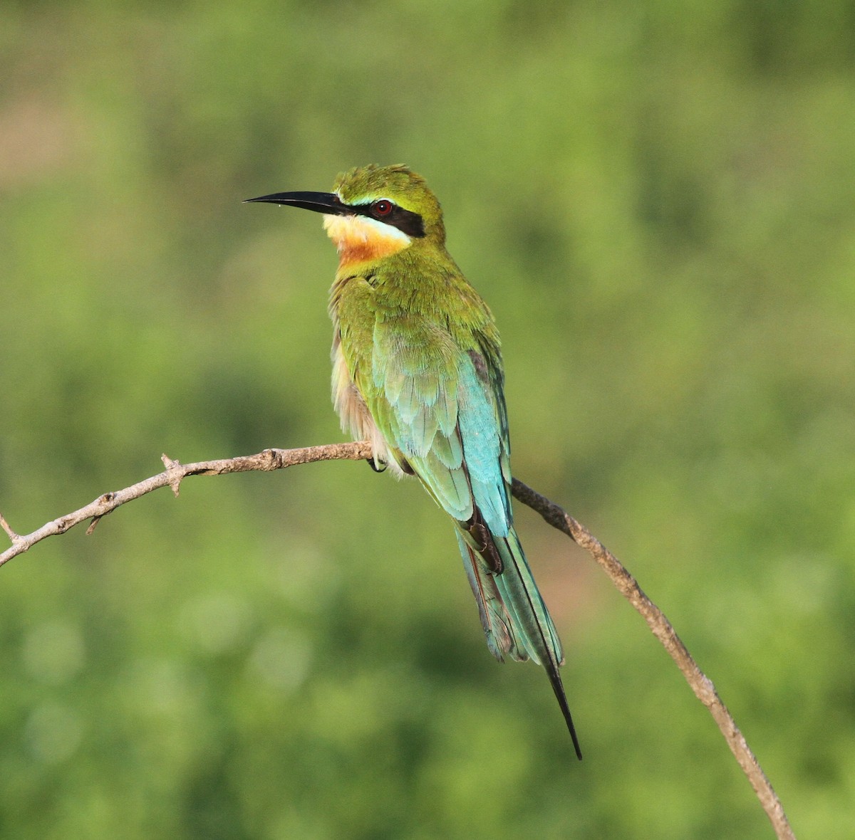 Blue-tailed Bee-eater - ML42378471