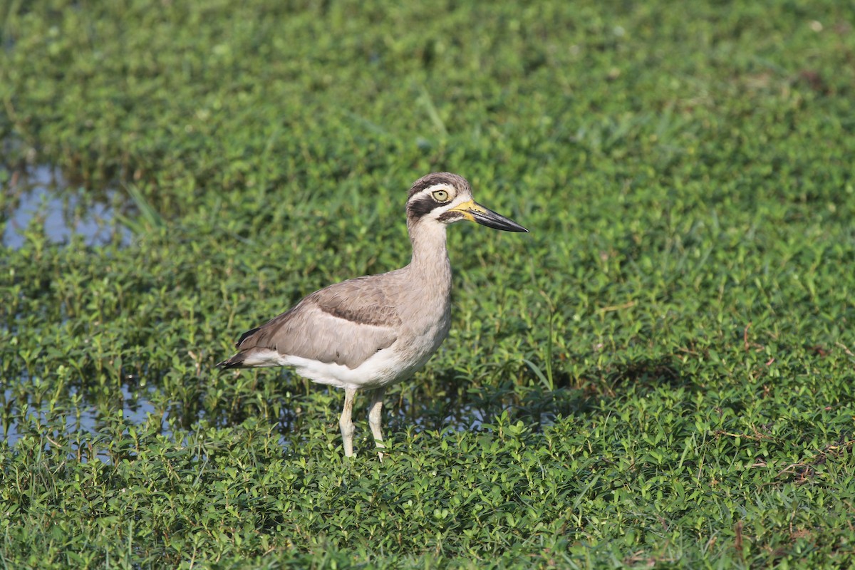 Great Thick-knee - ML42379111